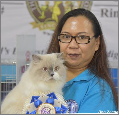 Snowball Katzen - Best HHP